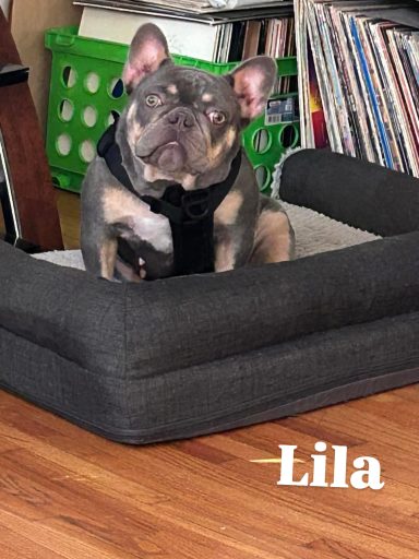 Lila