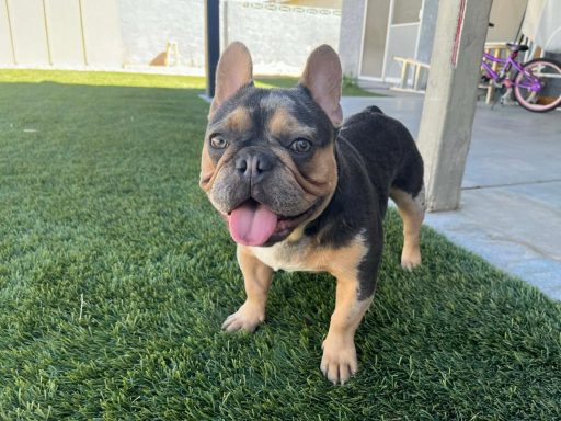 Bruno