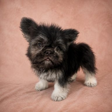 Mini Winnie